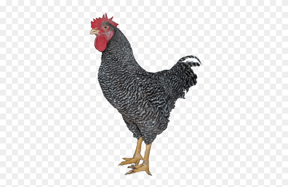 Rooster, Animal, Bird, Chicken, Fowl Png