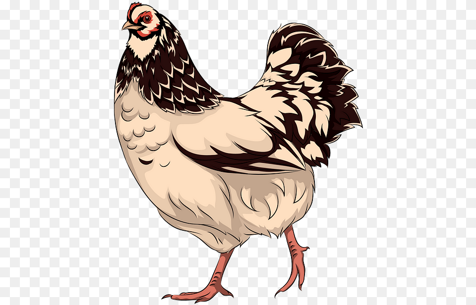 Rooster, Animal, Bird, Chicken, Fowl Free Transparent Png