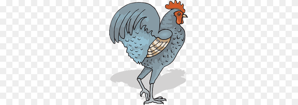 Rooster Animal, Bird, Vulture Png Image