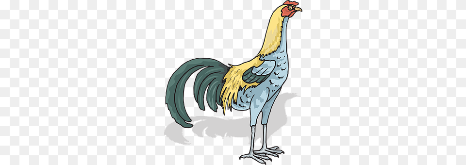 Rooster Animal, Bird, Chicken, Fowl Png Image