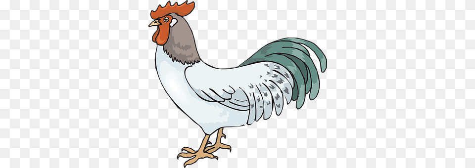 Rooster Animal, Bird, Fowl, Poultry Png Image