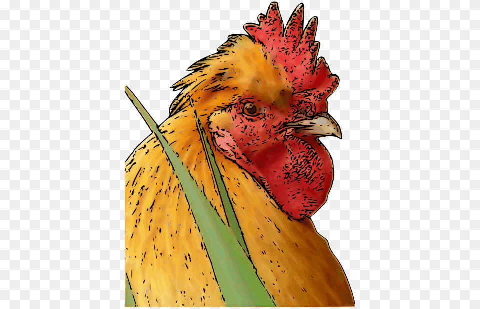 Rooster, Animal, Bird, Fowl, Poultry Free Png Download