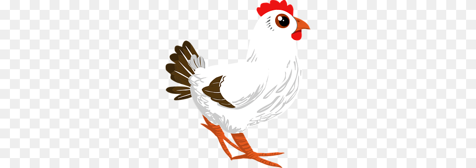 Rooster Animal, Bird, Chicken, Fowl Free Png Download