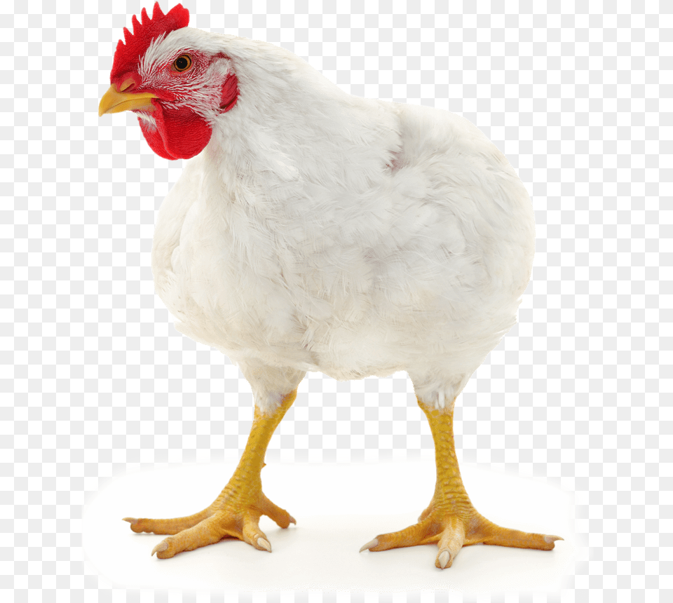 Rooster, Animal, Bird, Chicken, Fowl Free Png Download