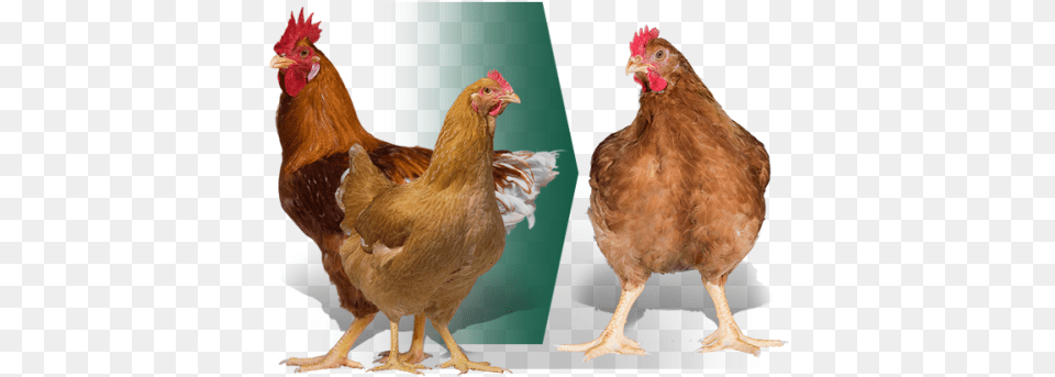 Rooster, Animal, Bird, Chicken, Fowl Free Png