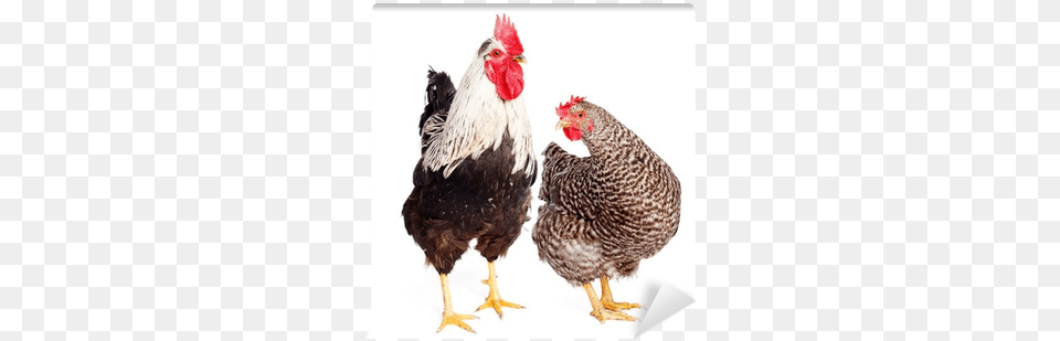 Rooster And Chicken On White Background Wall Mural Chicken, Animal, Bird, Fowl, Poultry Free Transparent Png