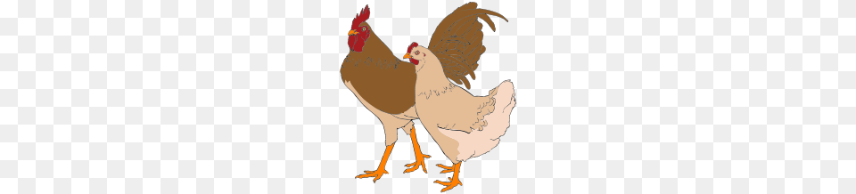 Rooster And Hen Clipart, Animal, Bird, Chicken, Fowl Free Transparent Png