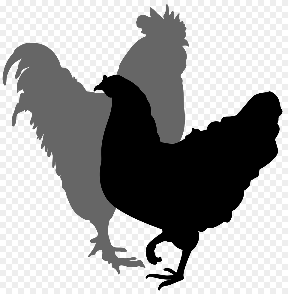 Rooster And Hen Silhouette 02 Clipart, Animal, Bird, Chicken, Fowl Free Png