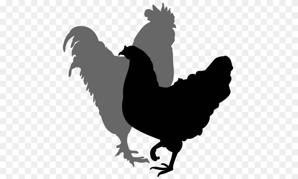 Rooster And Hen Silhouette, Animal, Bird, Baby, Person Free Transparent Png