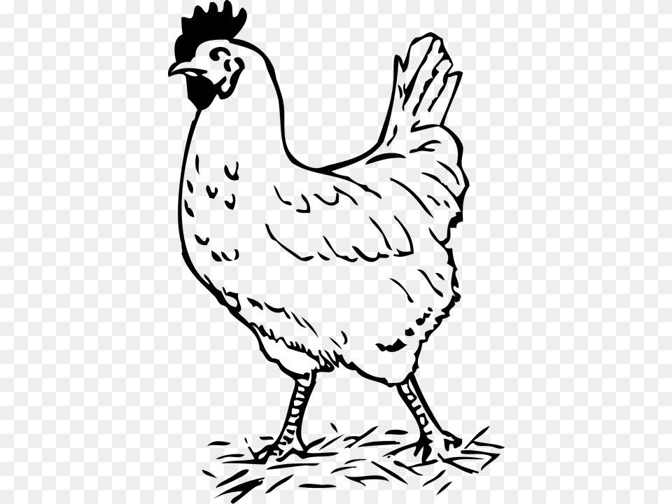 Rooster Bird Chicken Farm Walking Poultry Hen Hen Black And White, Animal, Fowl, Person Free Png Download
