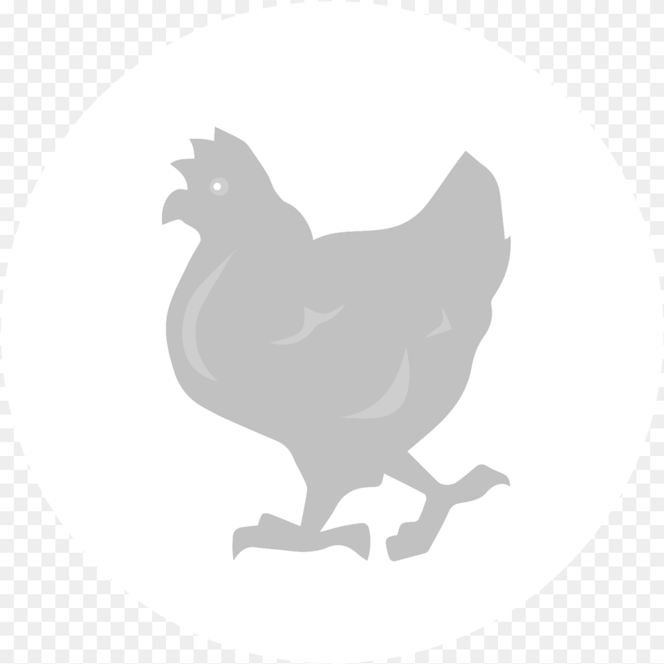 Rooster Chicken As Food Fauna Silhouette Black Rooster, Animal, Bird, Fowl, Hen Free Png Download
