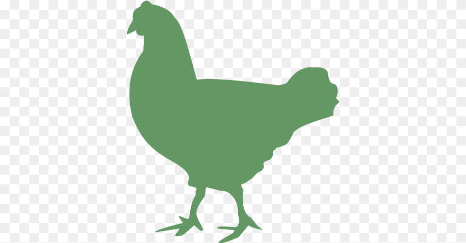 Rooster Chicken Duck Cattle Broiler Broiler, Animal, Bird, Fowl, Hen Png