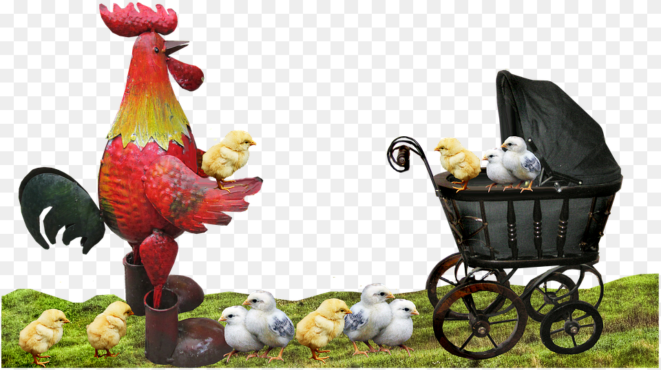 Rooster Chickens Fatherhood Family Rooster, Animal, Bird, Chicken, Fowl Free Png