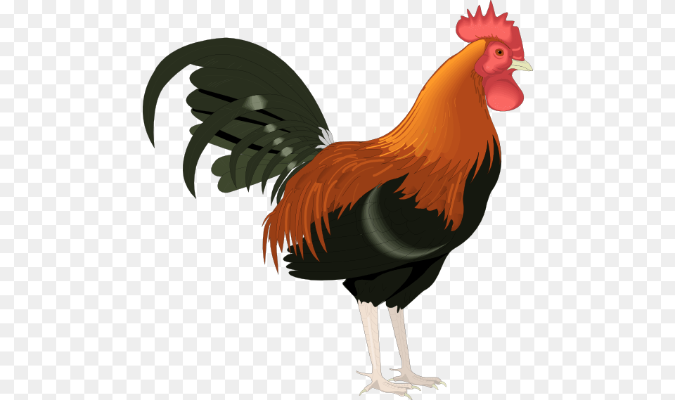 Rooster Clip Art Cartoon Free Clipart Love, Animal, Bird, Chicken, Fowl Png