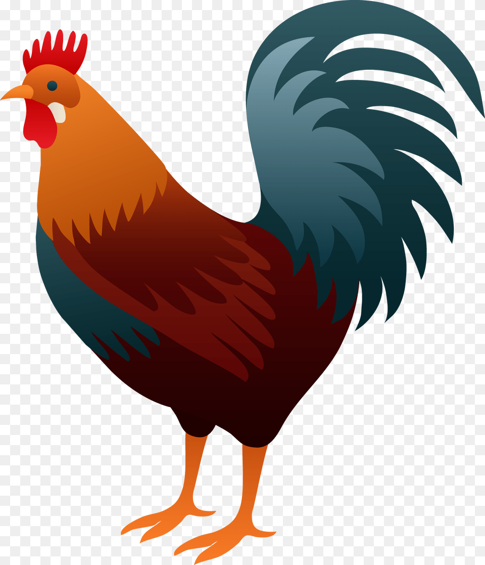 Rooster Clip Art Picture, Animal, Bird, Fowl, Poultry Png Image