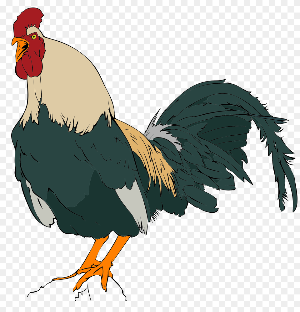 Rooster Clipart, Animal, Bird, Chicken, Fowl Free Png