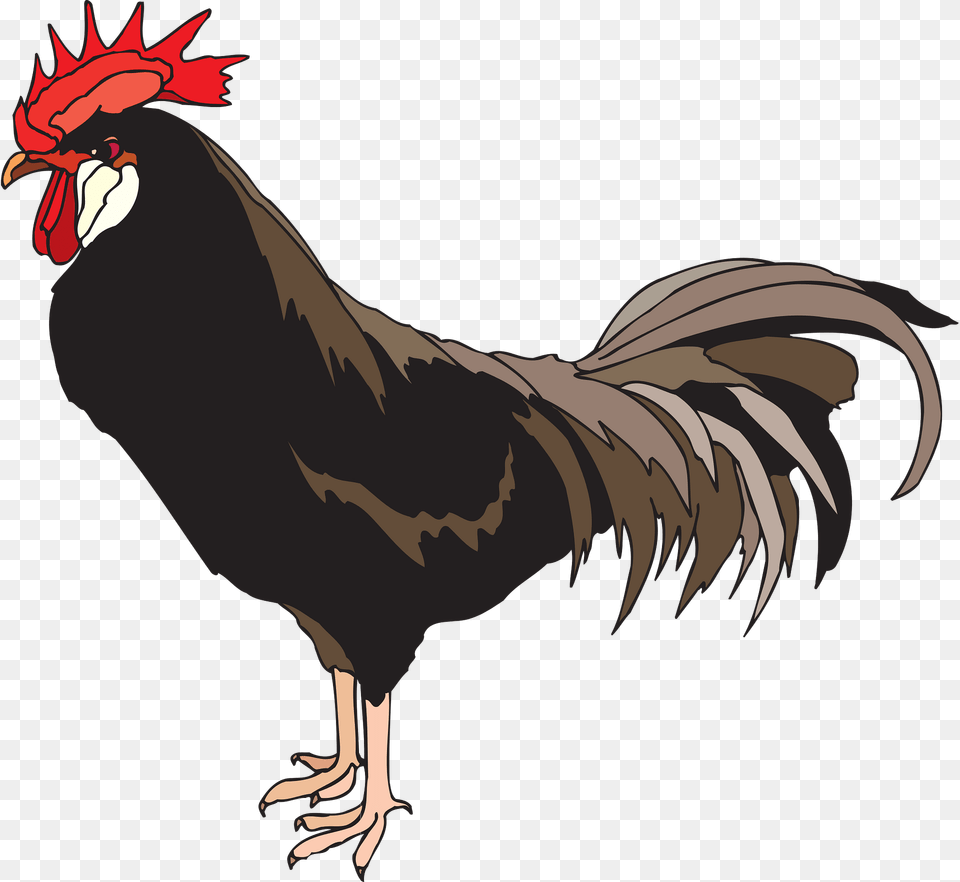 Rooster Clipart, Animal, Bird, Chicken, Fowl Free Transparent Png