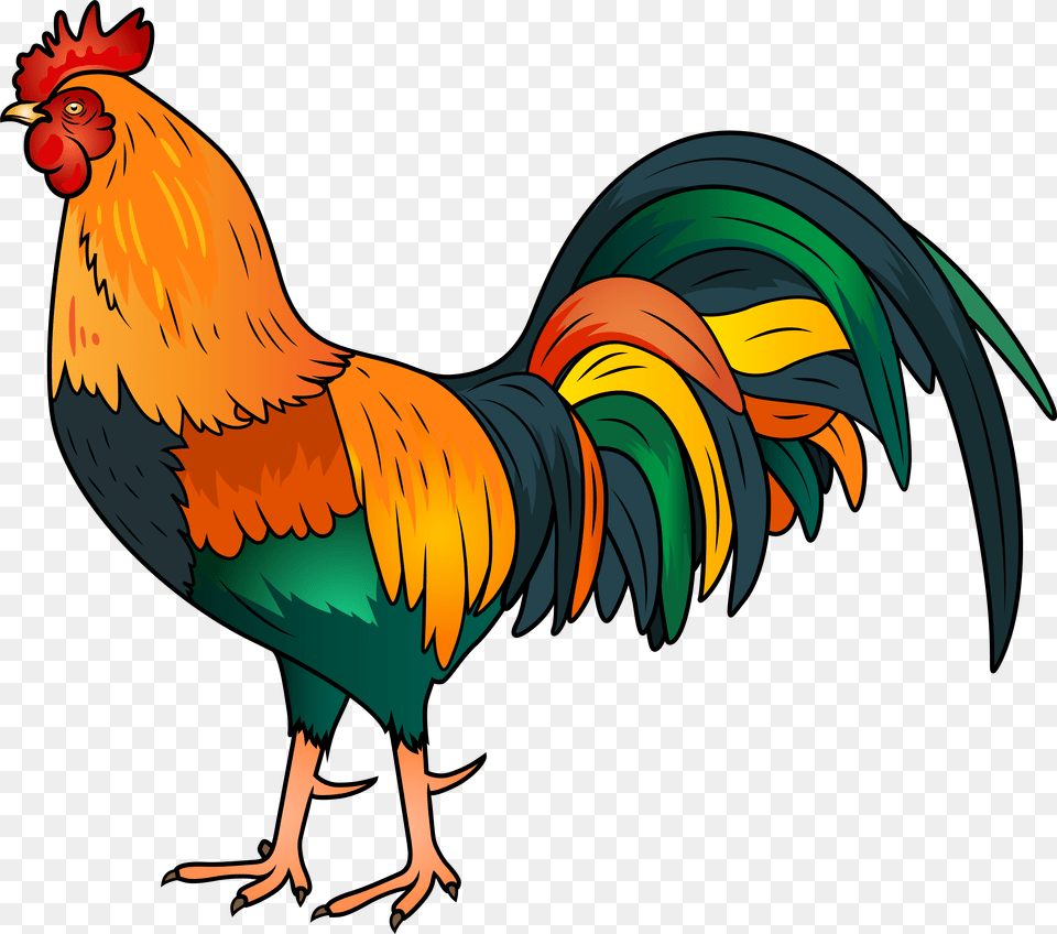 Rooster Clipart, Animal, Bird, Chicken, Fowl Png