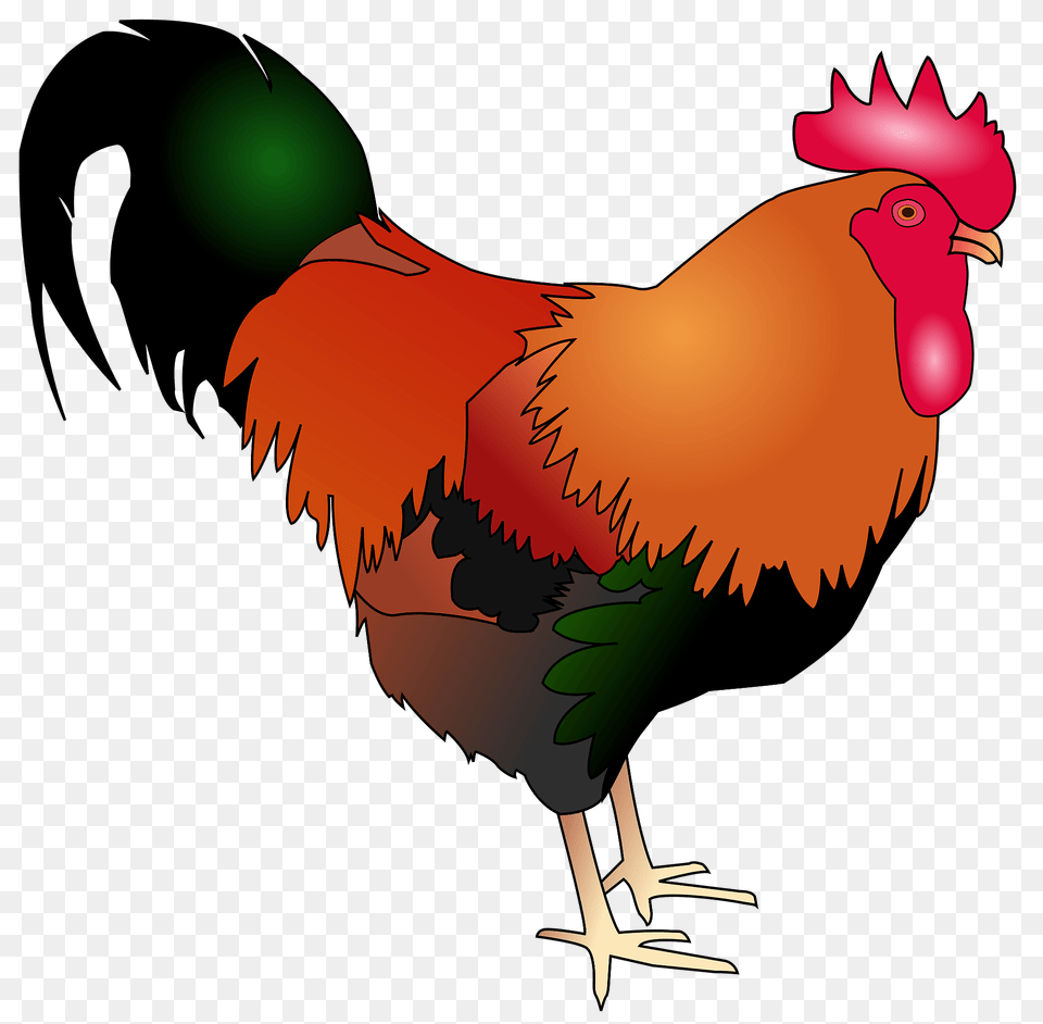 Rooster Clipart, Animal, Bird, Fowl, Poultry Png