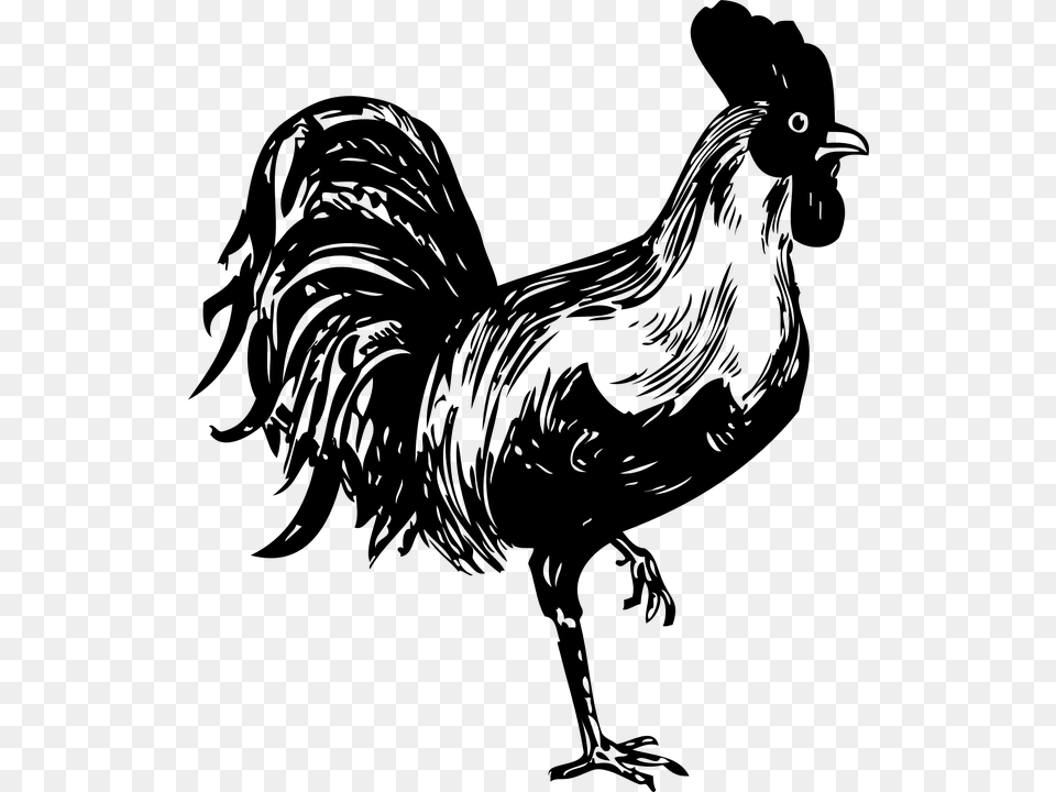 Rooster Clipart Vector Black Rooster Stencil, Gray Free Png