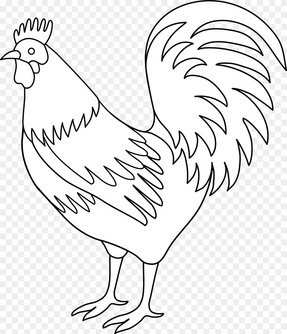 Rooster Coloring, Person, Animal, Bird, Fowl Png