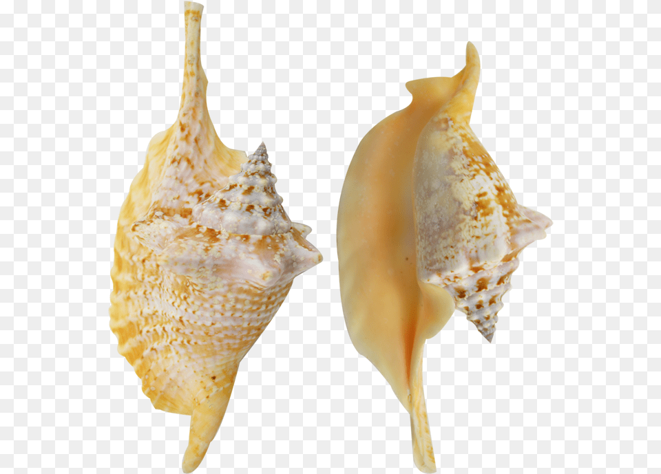 Rooster Conch Colored Shell 4 6 Shankha, Animal, Invertebrate, Sea Life, Seashell Free Transparent Png