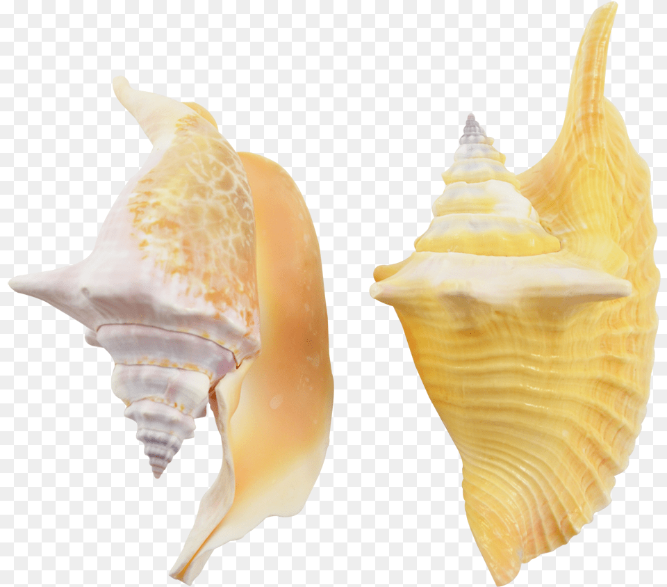 Rooster Conch Decorative Shell Seashells 4 6 Shell, Animal, Invertebrate, Sea Life, Seashell Free Transparent Png