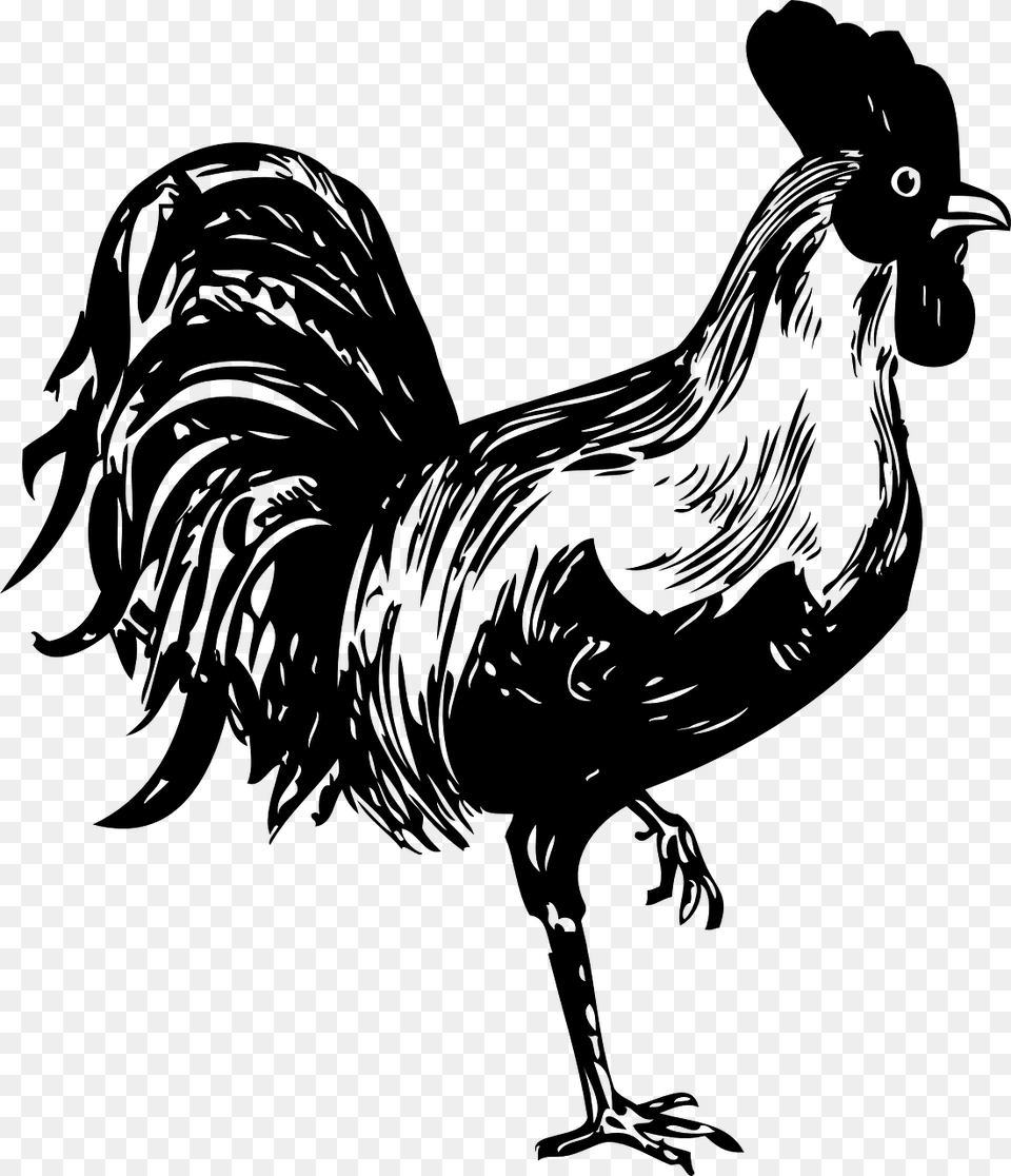 Rooster Drawing, Gray Png Image