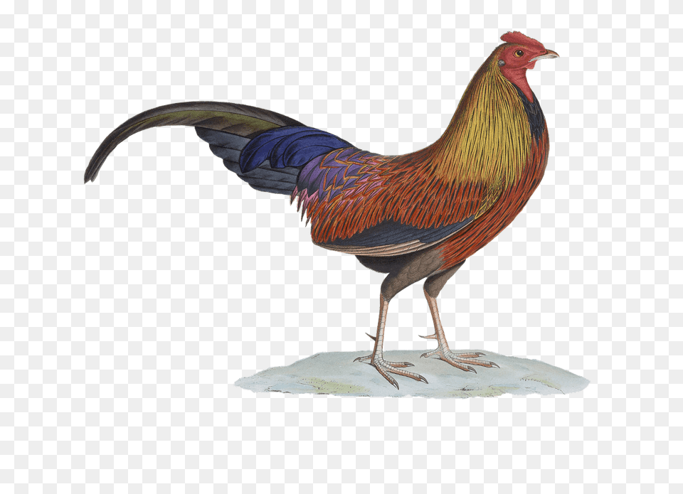 Rooster Drawing, Animal, Bird, Chicken, Fowl Free Transparent Png