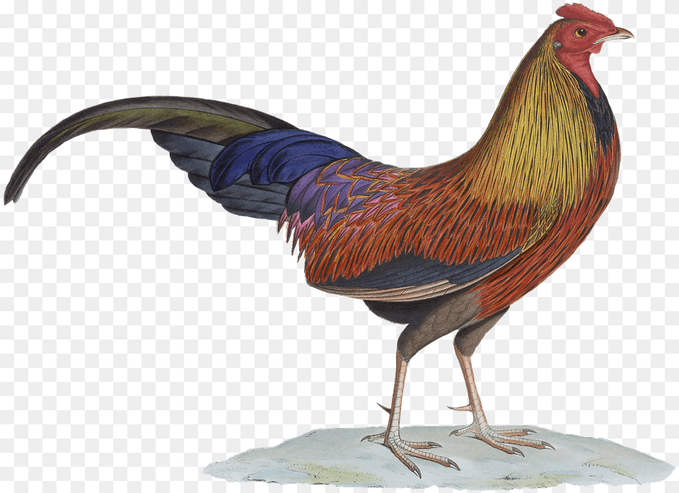 Rooster Drawing Sri Lankan Junglefowl, Animal, Bird, Chicken, Fowl Png Image