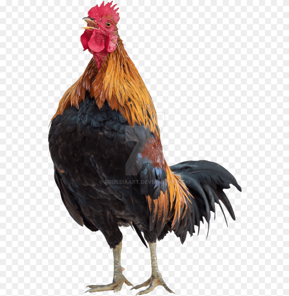 Rooster For Rooster, Animal, Bird, Chicken, Fowl Free Transparent Png