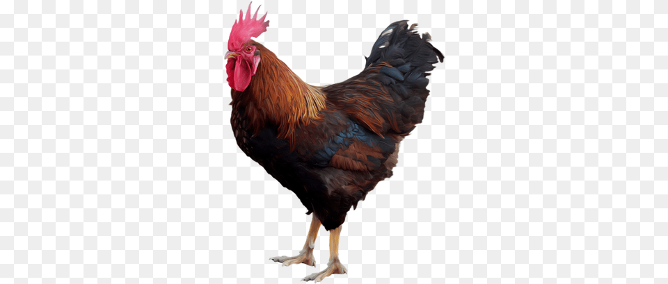 Rooster Images Cock, Animal, Bird, Chicken, Fowl Free Transparent Png