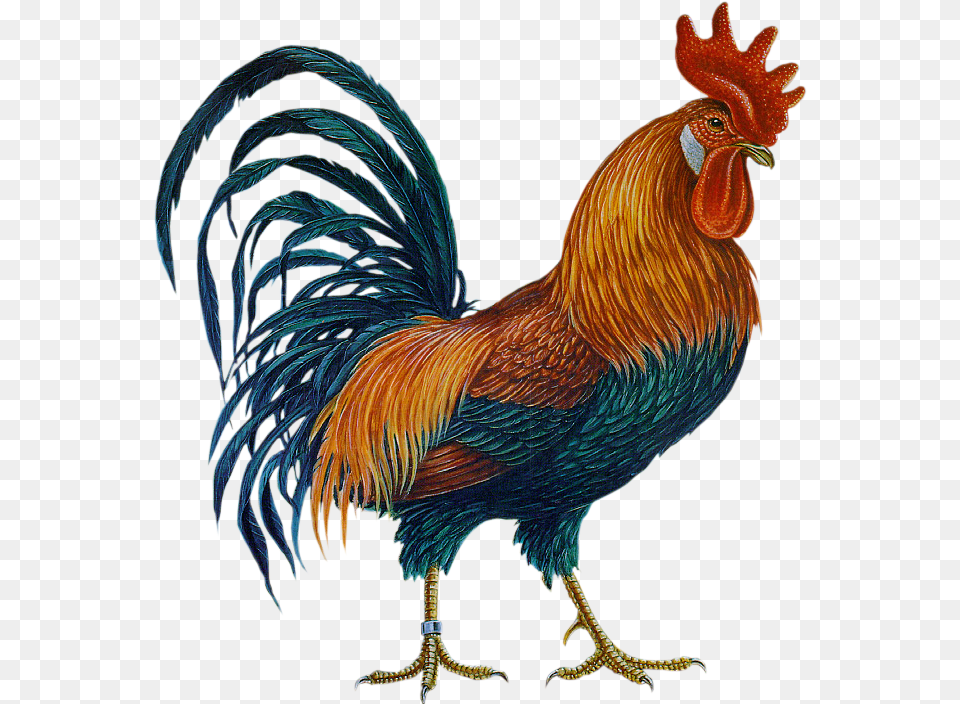 Rooster In Folkart Rooster, Animal, Bird, Chicken, Fowl Free Png