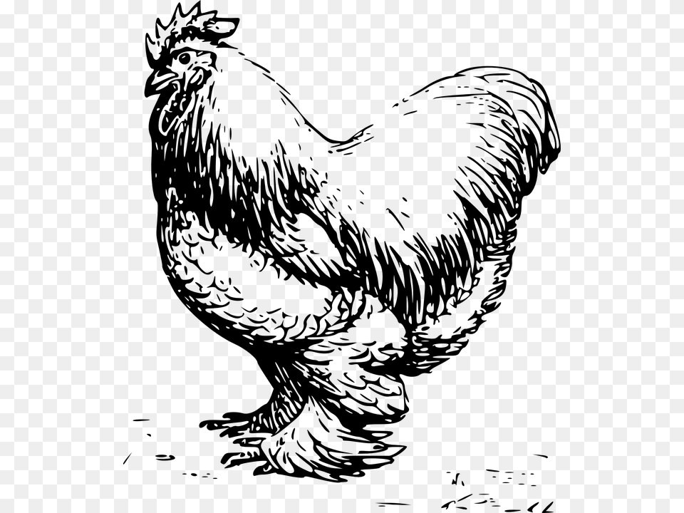 Rooster Male Barn Farm Chicken Feathers Clip Art Black And White Chicken, Gray Free Png
