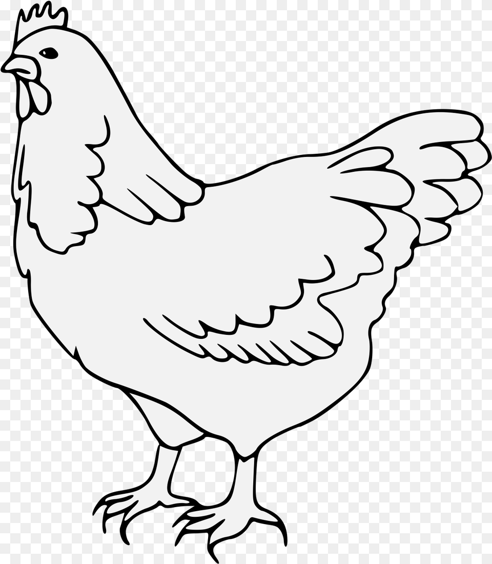 Rooster Rooster, Animal, Bird, Chicken, Fowl Free Png Download