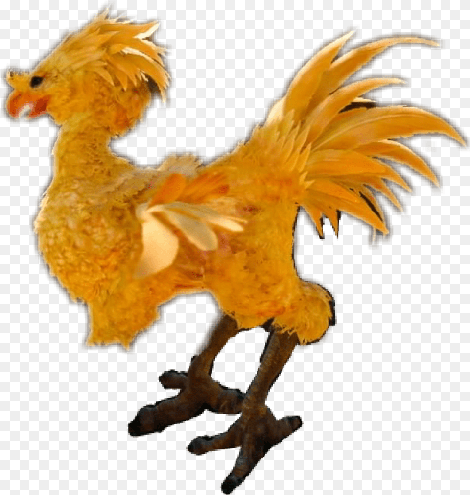 Rooster Rooster, Animal, Bird, Chicken, Fowl Free Png Download