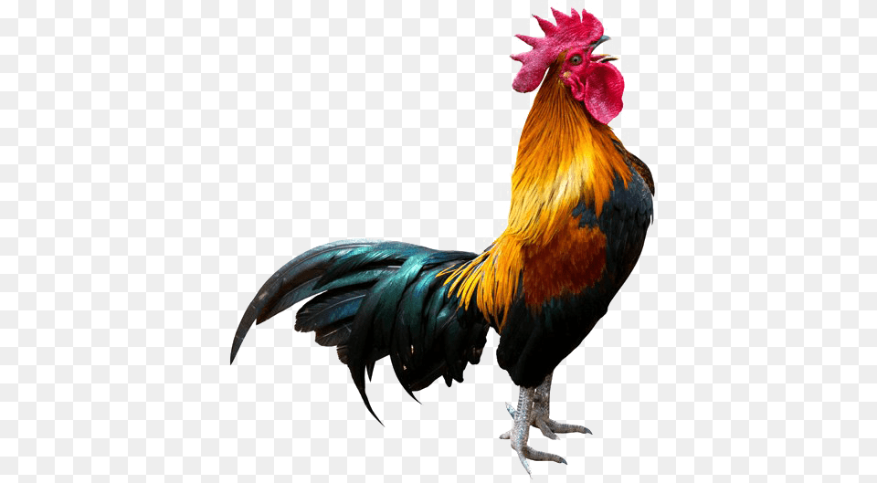 Rooster Transparent Background Rooster, Animal, Bird, Chicken, Fowl Png Image