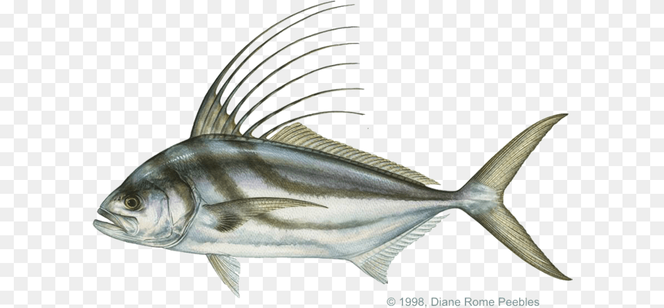 Roosterfish, Animal, Fish, Sea Life, Tuna Free Png