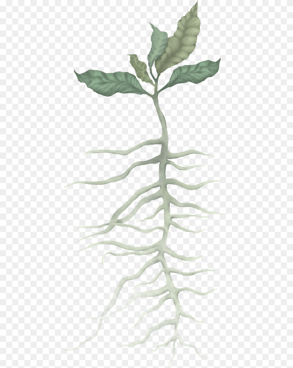 Root, Leaf, Plant, Annonaceae, Tree Free Png Download