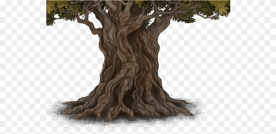 Root, Plant, Tree, Tree Trunk, Animal Free Transparent Png