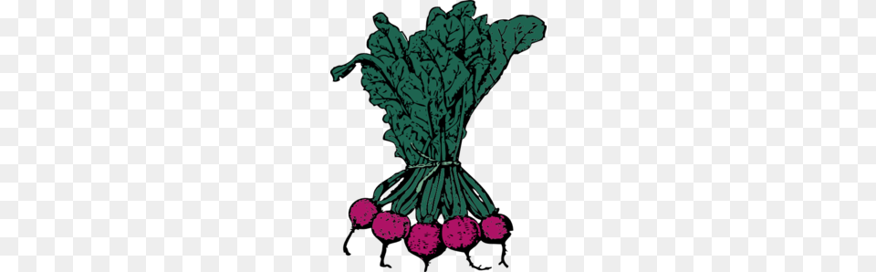 Root Cabbage Soda Clip Art, Food, Produce, Plant, Radish Free Transparent Png