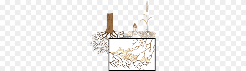 Root Clipart, Plant, Altar, Architecture, Building Free Png