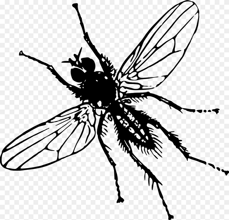 Root Fly Clip Art Image Of Insect, Gray Free Transparent Png