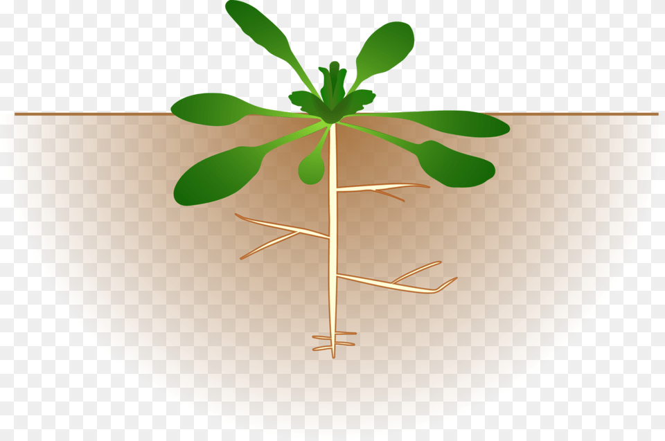 Root Plants Tree Computer Leaf, Plant, Potted Plant, Plate Png