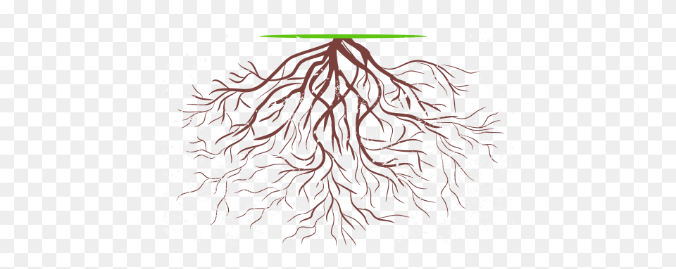 Root Rise, Art, Plant Png