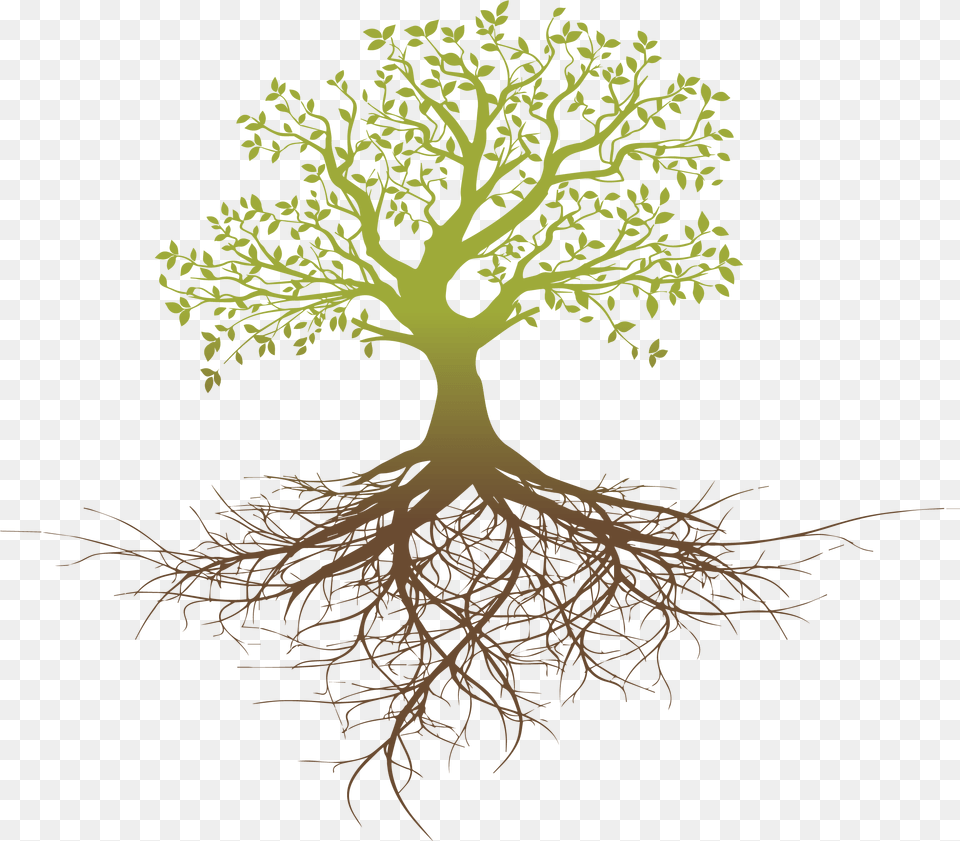 Root System Tree Oak Tree With Roots, Plant Png Image