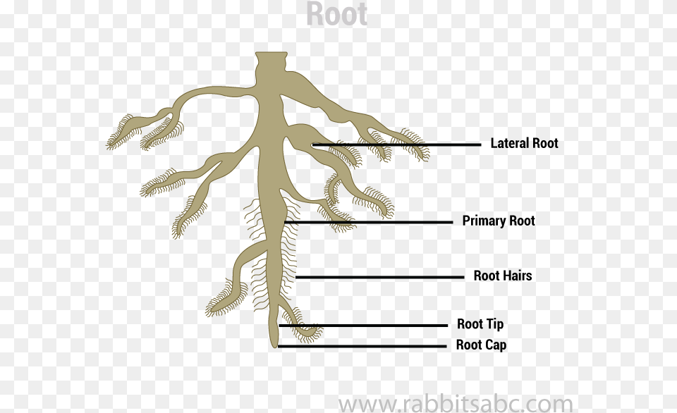 Root Trampoline Flip, Plant, Electronics, Hardware, Animal Free Png