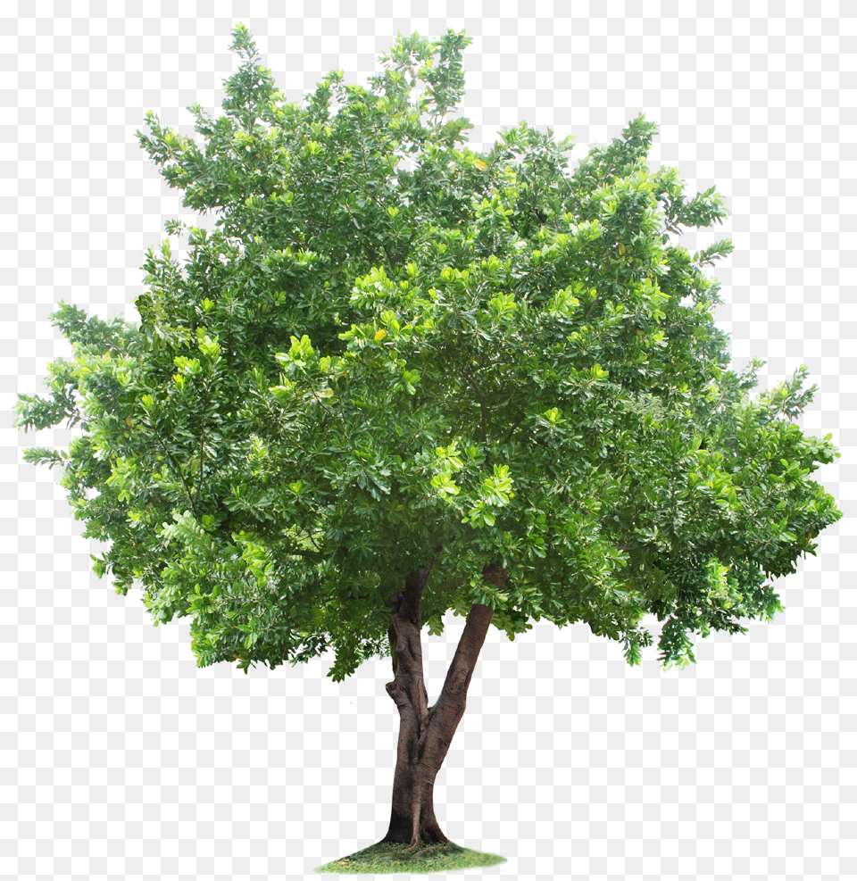 Root Tree Free Frame Clipart Transparent Trees, Oak, Plant, Sycamore, Tree Trunk Png