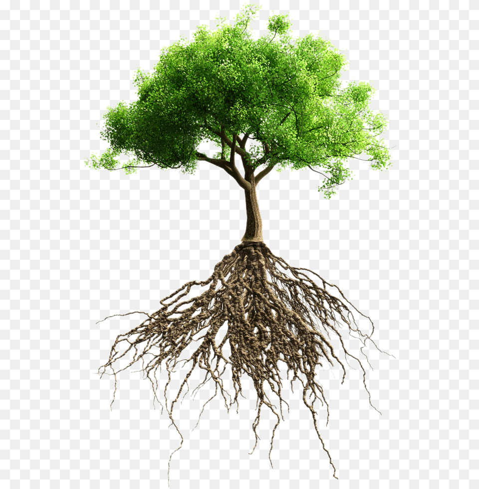 Root Tree Stock Photography Big Tree With Roots, Plant Png Image