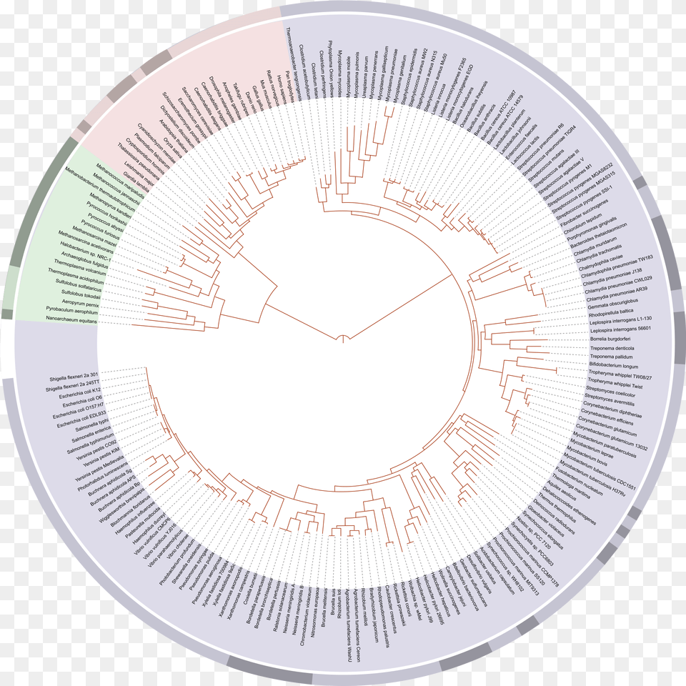 Rooting The Tree Of Life By Aaron Mcmahon Tree Of Life Phylogenetics, Disk, City Png